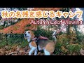 【Vlog vol.18】いつでも秋に戻れる動画 - ビーグルと紅葉と川の音 - Autumn Leaf Viewing #beagle #紅葉 #autumnleaves #長瀞オートキャンプ場
