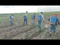 Aplicación de insecticida