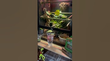 Upgrading Green Tree Python Enclosure