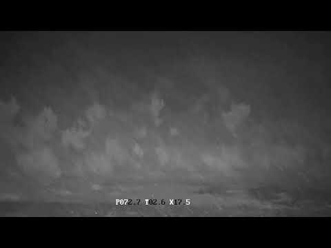bison iloilo Pack of coyotes spook sunshine