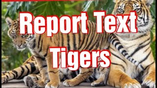Report Text, Tigers