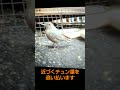 イソヒヨドリに負けないスズメ達