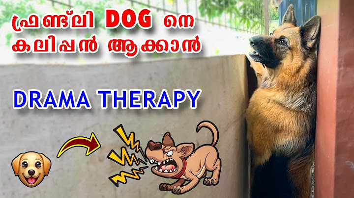 ഒരു പാവം നായയെ എങ്ങനെ കലിപ്പൻ ആക്കാം? 😡Boosting Your Dog's Protective Instinct - Easy Drama therapy
