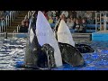 Trainer Doug&#39;s very last Orca Encounter (All boys) March 17, 2023 - SeaWorld San Antonio