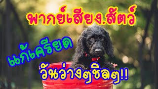 คลิปสัตว์ตลกๆขำๆฮาๆ!!สัตว์เลี้ยง สัตว์โลก(พากย์เสียง)  Funny animal voiceovers