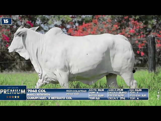LOTE 15   7040 COL