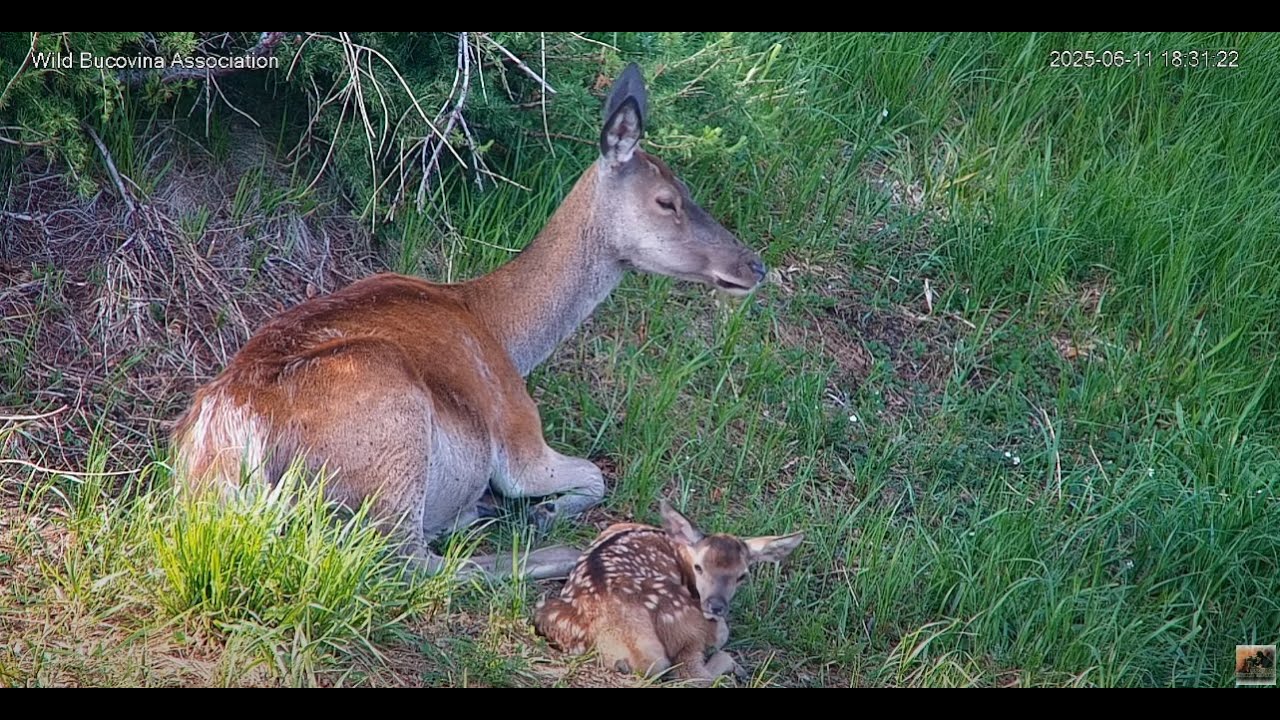 Monitorizarea faunei sălbatice / Wildlife monitoring LIVE
#cerb #cerbcarpatin #carpathianstag #livestream 
✔️Poți susține prin / You can support by:
1. Donate here: http://wildbucovina.ro/donate/
2. IBAN account: RO56RNCB0236147465260001 opened at the BCR bank, Campulung Moldovenesc Branch. The SWIFT code for BCR – Banca Comerciala Romana is RNCBROBUXXX
3. PayPal:  https://www.paypal.com/paypalme/wildbucovina 
4. Patreon:  https://patreon.com/WildBucovinaAssociation?utm_medium=clipboard_copy&utm_source=copyLink&utm_campaign=creatorshare_creator&utm_content=join_link
5. Join: https://www.youtube.com/channel/UCWc9ziDlznO7v7cjzuT-Pqw/join
✔️Daca v-a placut acest stream live ma puteti ajuta cu un LIKE (sau DISLIKE) precum si cu un comentariu mai jos (pe care il voi citi) sau cu un share catre un prieten.
✔️If you liked this stream live, you can help me with a LIKE (or DISLIKE) as well as a comment below (which I will read) or a share to a friend.
✔️Cine suntem noi / Who are we?: http://wildbucovina.ro/biography/
https://www.facebook.com/wild.bucovina
Copyright © by Wild Bucovina Association
✔️Bucovina / Romania
✔️Copyright © by Wild Bucovina
