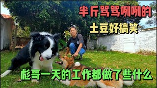 22集：半斤骂骂咧咧的在和土豆玩，好搞笑，彪哥清理院子草坪杂草。