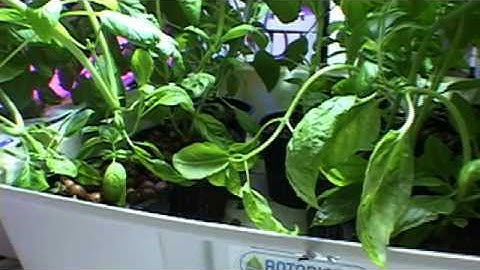 Hydroponics Ebb Flow System Flo-n-Gro