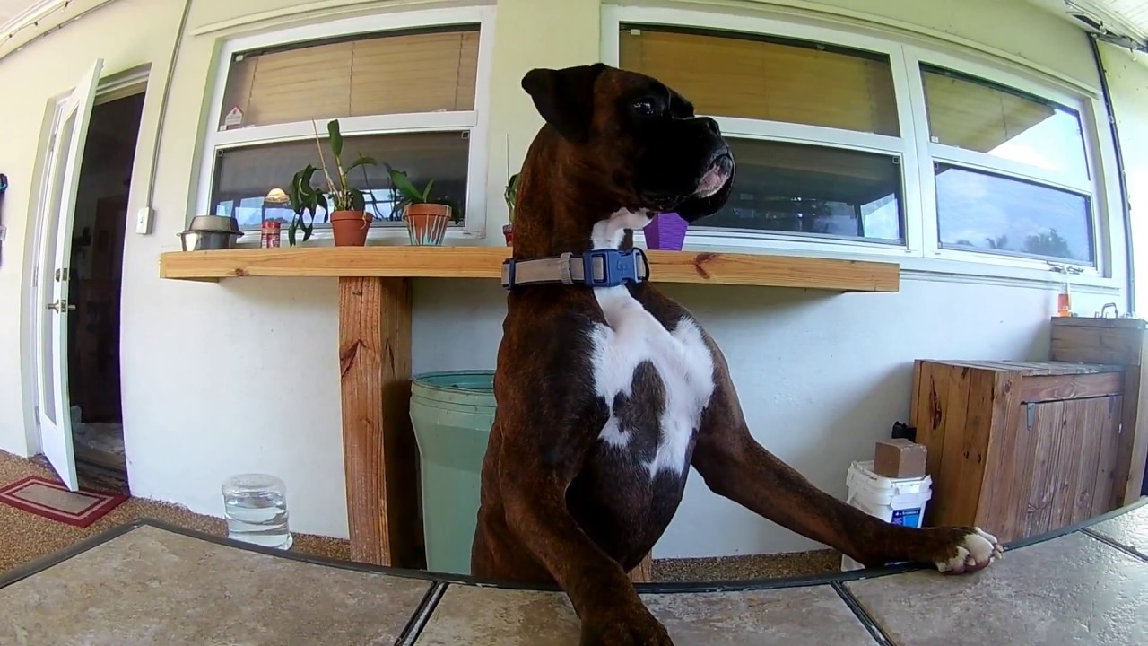 Crazy Boxer Dogs Episode 3 Snacks and Stuff YouTube