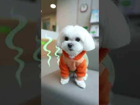 말티즈 쪼이의 일상 🐶직접 만든 강아지옷  🤍#말티즈 #쪼이 #강아지일상 #힐링영상 #강아지옷