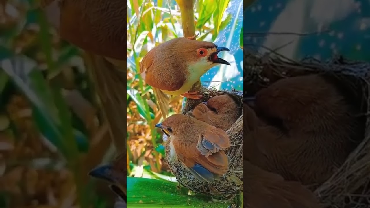 Chirping Birds 🐦🐦 