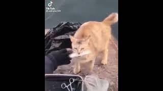 Кот прикольно держит рыбу