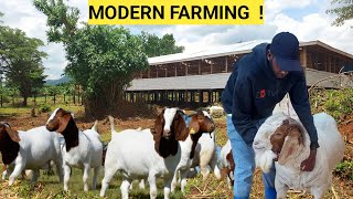 How We Almost LOST All Our Goats!  Poor VET Services|  Farm Updates 2023