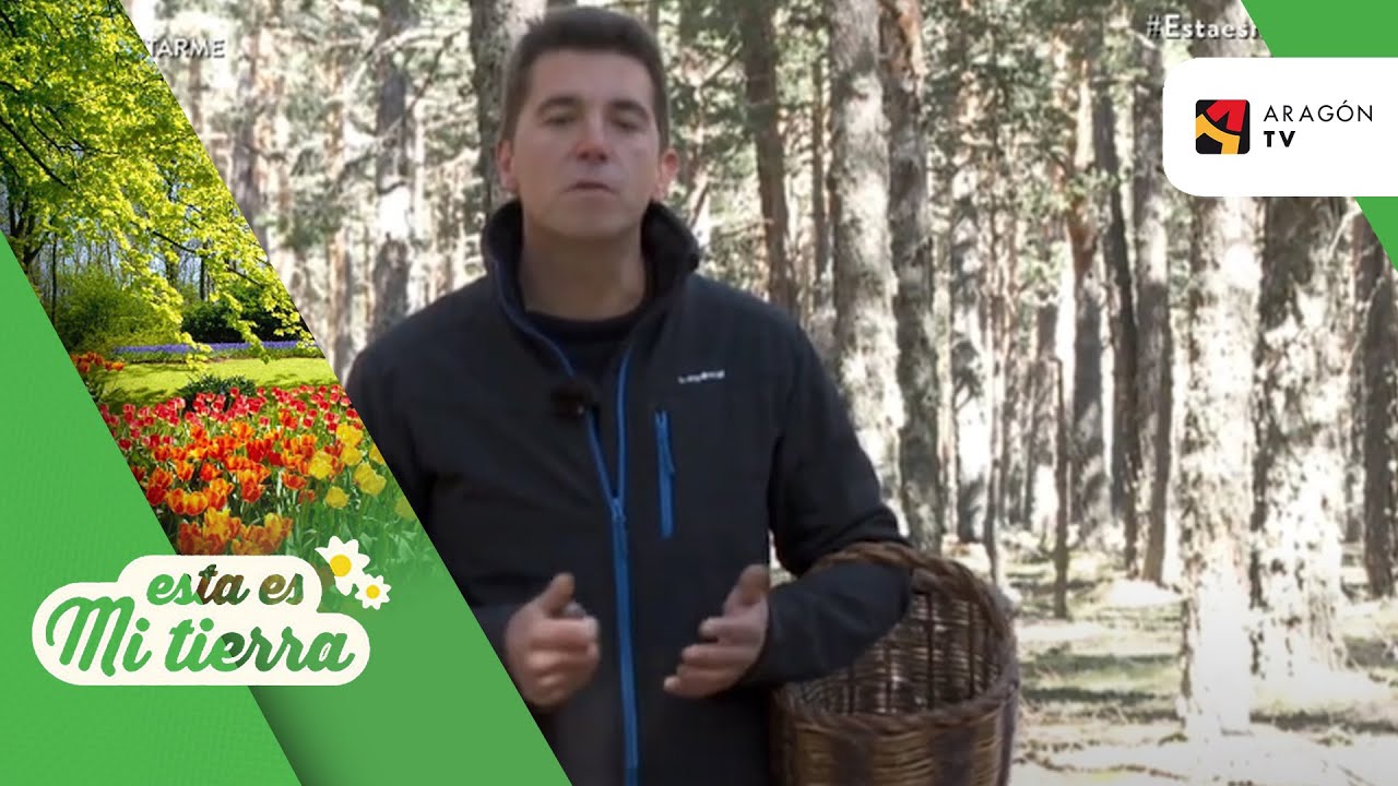 Setas primaverales en Bronchales