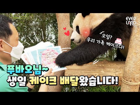 🎂 | <strong>에버랜드</strong> <strong>판다월드</strong>(Panda World) #푸바오