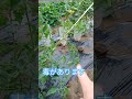 家庭菜園のトマト⑫r7/7/166意外→以外です