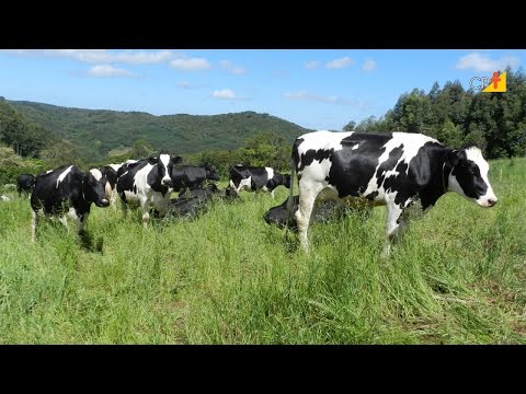 Existe uma Raça Ideal para Produção de Leite em Pasto? Curso a Distância Produção de Leite em Pasto