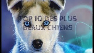 TOP 10 des plus beaux CHIENS