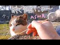 ASMR 猫のいる公園で耳かき (Public・お散歩)