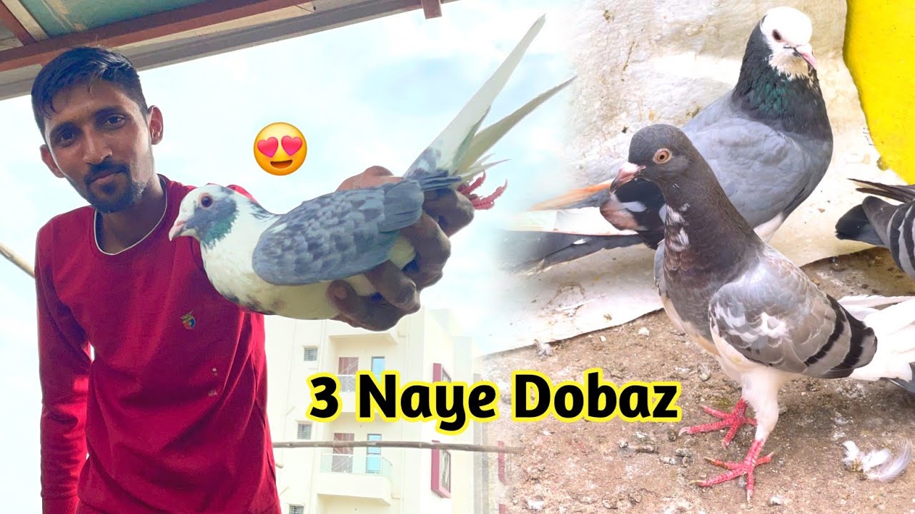 Aaj 3 Naye Dobaz Kabootar Liya 😍