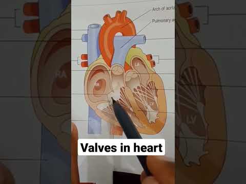 Video: Adakah injap pulmonari trikuspid?