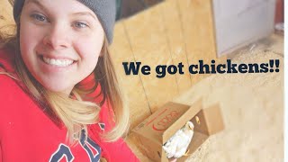 We got chickens! Should we get more!