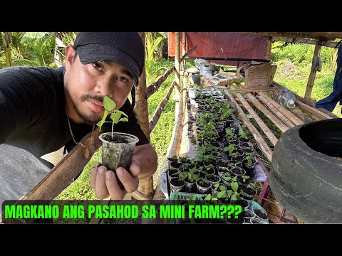 MAGKANO ANG PASAHOD SA MINI FARM? - RED LEADY PAPAYA SEEDLING