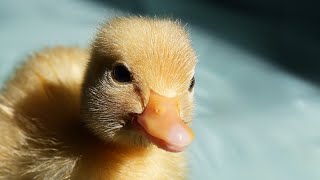 🔴 Adorable Call Ducklings / Relaxing Video to Relieve Stress