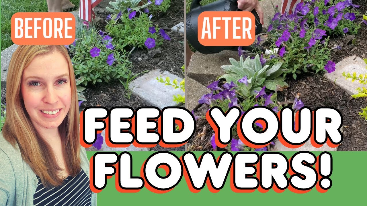 Getting BIGGER Blooms🌸Fertilizing Using EEDHA Chelated Iron //  Trowel & Error Gardening