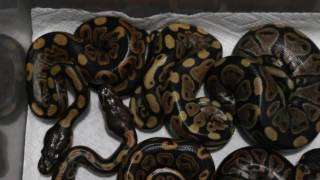 Super Black Pastel Clutch! 👌