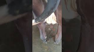 For Sale 62846-22259 Singh Dariy Farming