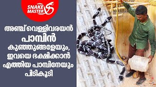 വീടിന്റെ പുറകിൽ നിന്ന് പിടികൂടിയത് ആറ് പാമ്പുകളെ | Vava Suresh | Snakemaster EP 969