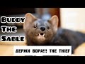 Buddy the sable is super thief Домашний соболь Бадди - суперовор