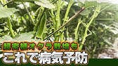 オクラ栽培 摘葉と収穫 害虫と病気 8 15 Youtube