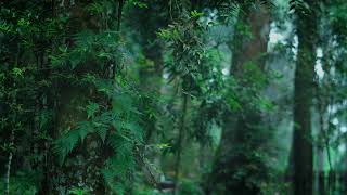 Work From Home Audio - Peaceful Garden View with Soft Piano for Stress Free Office screenshot 3