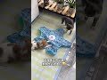 没找到给猫咪买的#猫玩具 狗狗也这么喜欢玩#宠物玩具 #萌宠好物