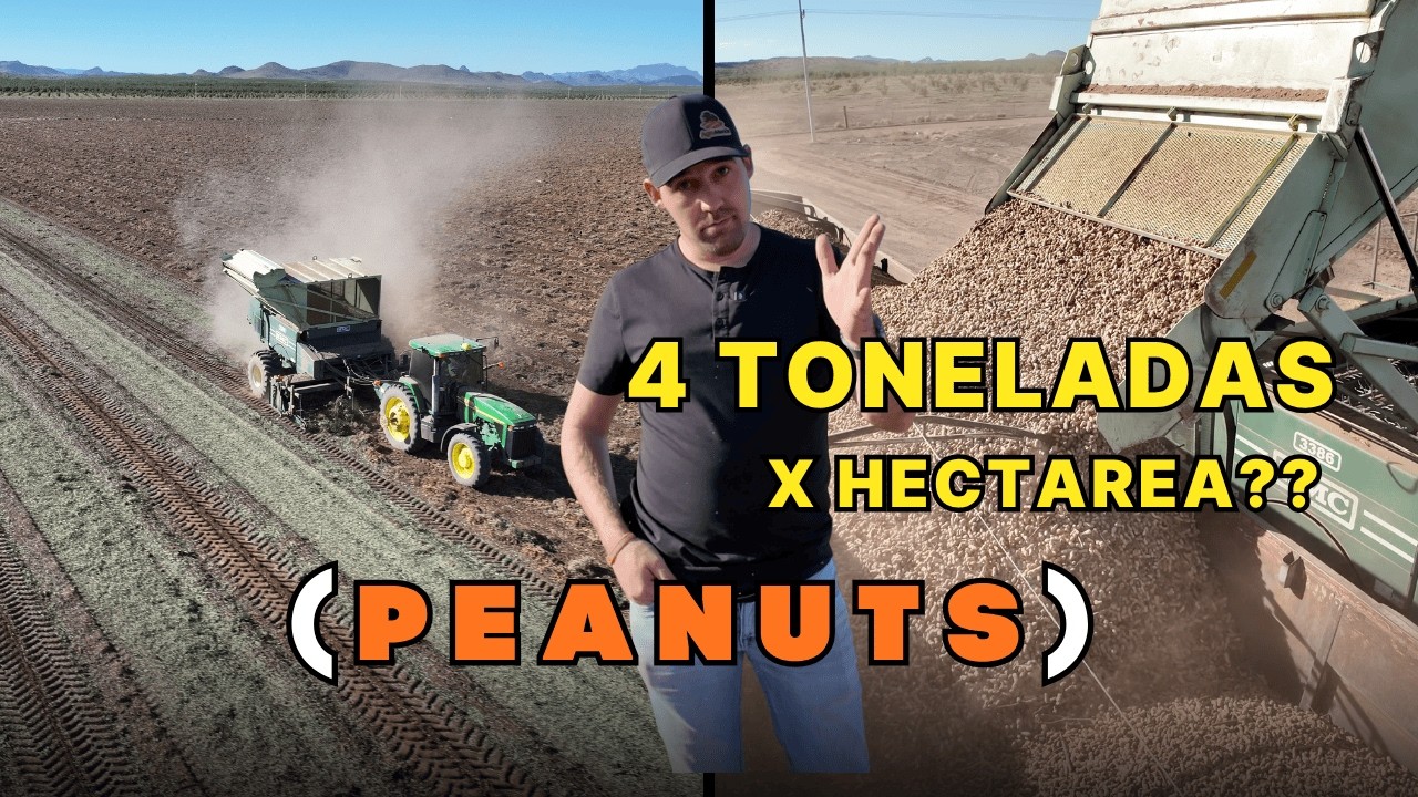 Así se COSECHA el CACAHUATE en México. (Peanuts Harvest) #agriculturademexico #peanut