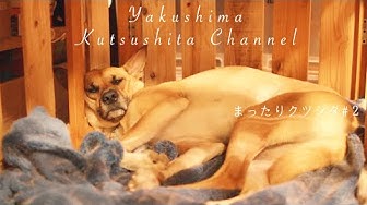 犬のいびき Youtube 犬のいびき Youtube