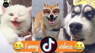 Funniest Animals   Best Of The 2020 Funny Dogs and cats   Cutest Animals Ever
