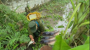 kích cá thùng muống hai ông cháu bắt được ổ cá lóc trốn trong hang