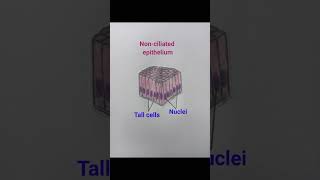 Non-Ciliated columnar epithelium