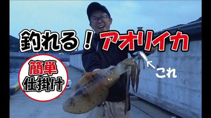 釣れる アオリイカ Youtube 釣れる アオリイカ Youtube