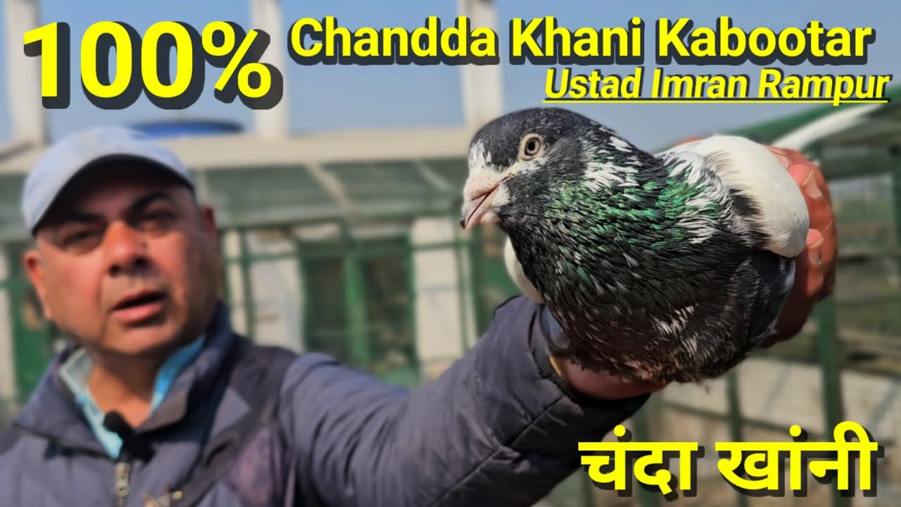 Rampuri Chanda Khani Kabootar|रामपुरी चंदा खाँनी कबूतर | Rampuri Kabootar|Ramzan Spesial(2)