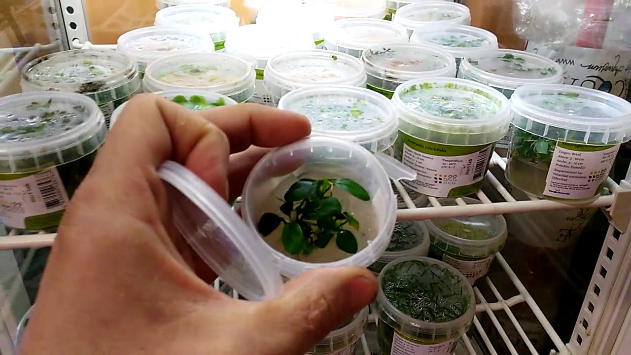 Plantas in vitro para acuario