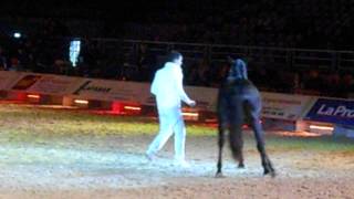 Présentation au show d'élevage Cheval Passion Avignon 2013