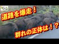国道でイノシシの群れと遭遇しました。新潟県十日町市中条にて