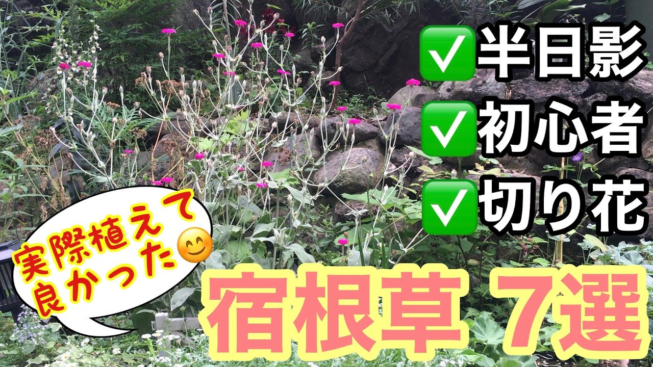 宿根草 おすすめ宿根草7選 半日影だって 日向向きの花苗育てたいっ 実際に育てて良かったものだけ紹介 初心者向け 切り花として使いたい放題 ガーデニング Youtube