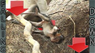 Baby Monkeys Falling  (Before \& After)