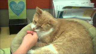 Meet a gentle and affectionate cat - Walter